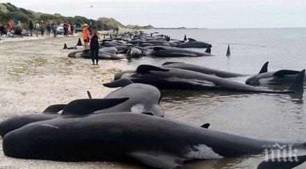 ужасяващо мексико делфина бяха изхвърлени брега