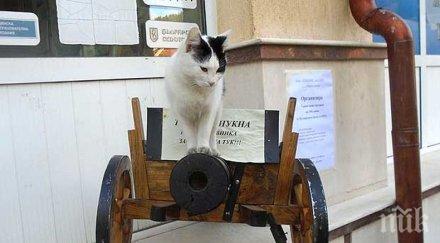 котарак полковник пука черешово топче дупница