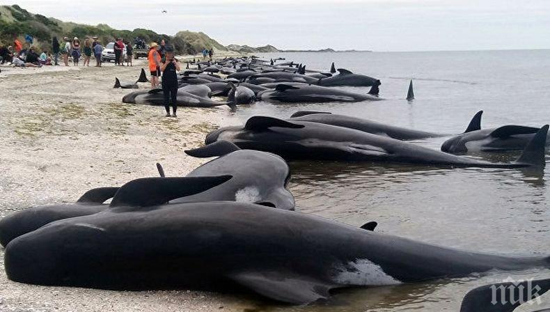 Ужасяващо! В Мексико 54 делфина бяха изхвърлени на брега