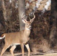 Спасиха блъснат от автомобил сръндак в Пирин