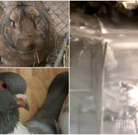 Заловиха апаша, отмъкнал заек и 10 гълъба от зоокъта в Перник