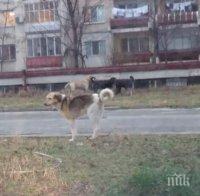 Глутница кучета тероризира пловдивски квартал