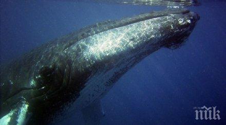 век епохата избихме млн кита