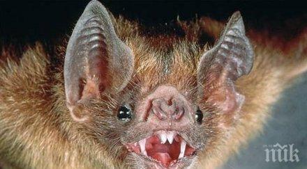 учени разкриха тайната генома кръвосмучещите прилепи
