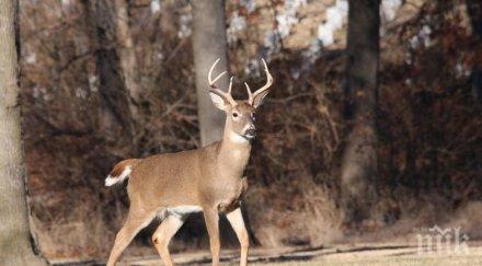добро дело горски инспектори спасиха сръндак
