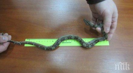 контрабандист опита пренесе змии чорапите