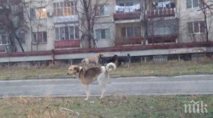 глутница кучета тероризира пловдивски квартал