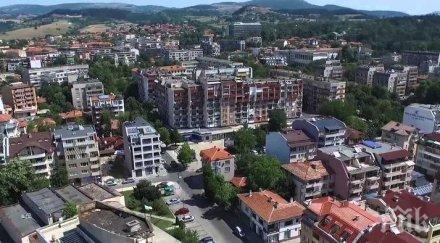 скандално отрязаха годишен бор без разрешение кърджали снимка