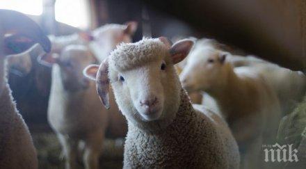 доживяхме създадоха хибрид човек овца