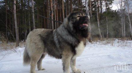 бизнес интернет прелива обяви 1000 разплод кучешки татко медал