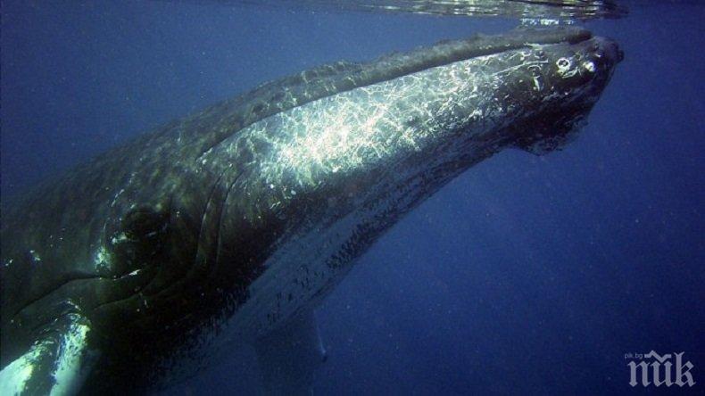 20-и век - епохата, в която избихме 3 млн. кита