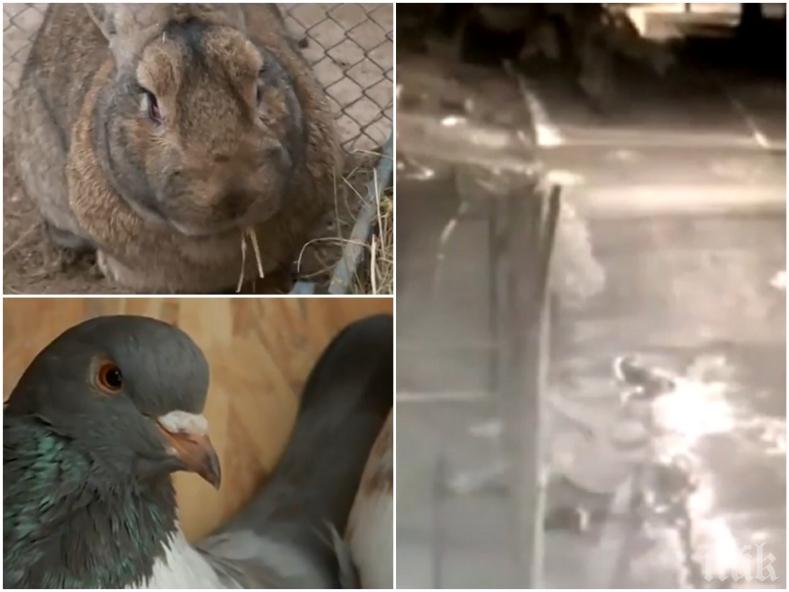 Заловиха апаша, отмъкнал заек и 10 гълъба от зоокъта в Перник