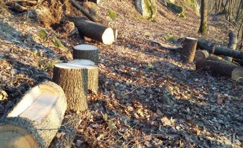 Циганин от Бяла Слатина спипан да сече дърва незаконно