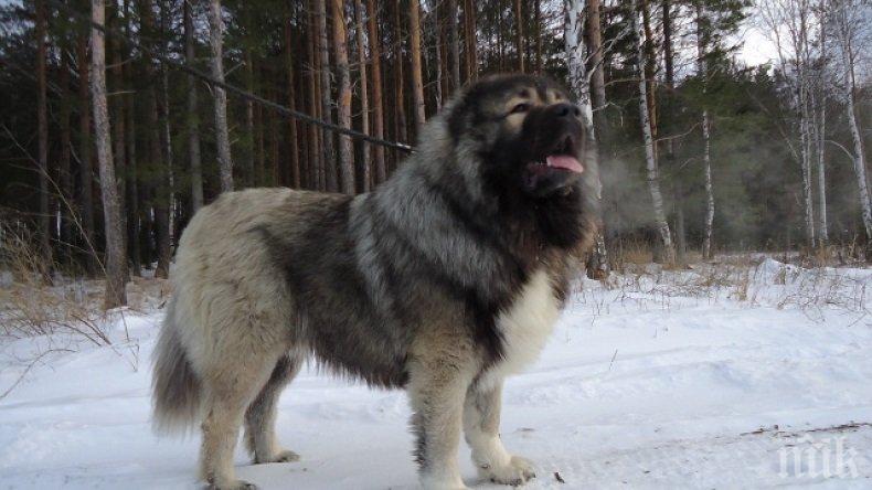 БИЗНЕС! Интернет прелива от обяви: Над 1000 лв. за разплод от кучешки татко с медал