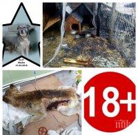 НЕВИЖДАНА ЖЕСТОКОСТ ВЪВ ВАРНА! Садист подпали бездомни кучета - две изгоряха в адски мъки (ОБНОВЕНА/СНИМКИ 18+)