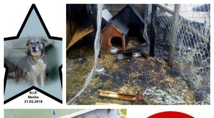 невиждана жестокост варна садист подпали бездомни кучета две изгоряха адски мъки обновена снимки