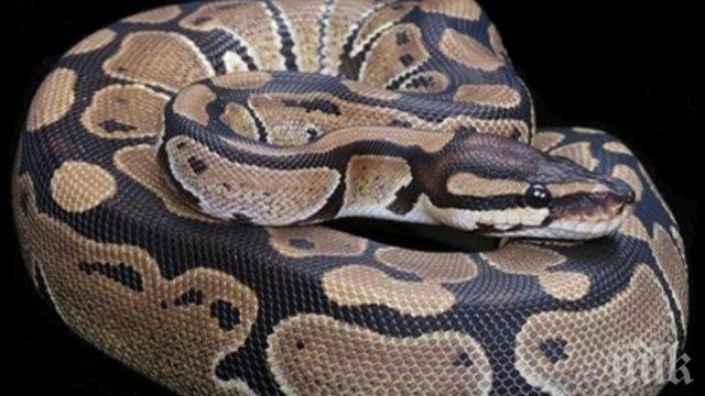 Полицаи в шок! 219 змии открити в апартамент в Буенос Айрес