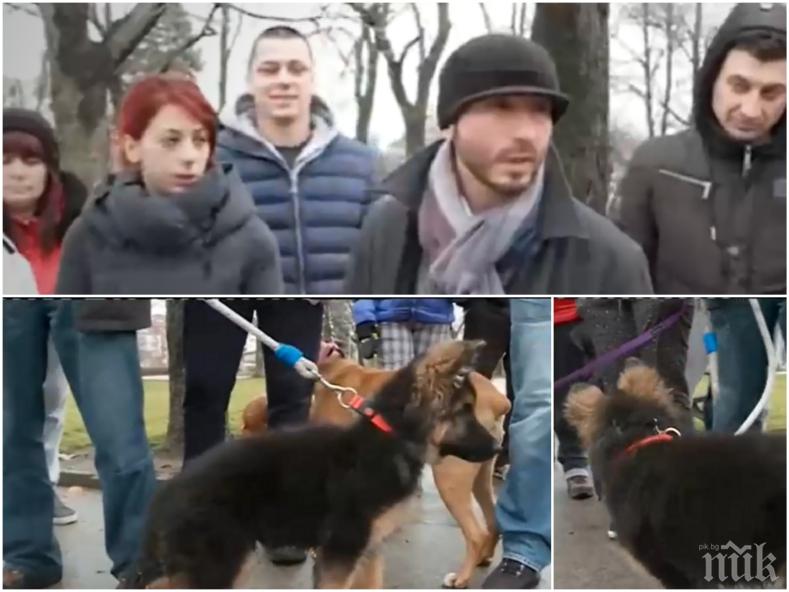 Кой трови кучета из парковете на София? Случаите на пострадали домашни любимци са десетки