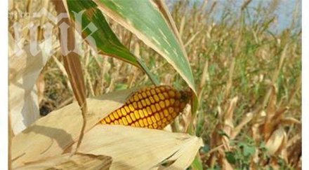 брюксел нанесе глоба млн евро българското земеделие