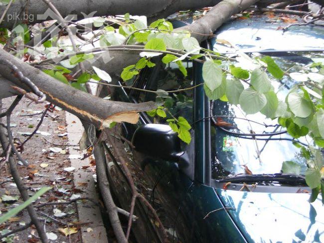 Паднали клони потрошиха кола край морето