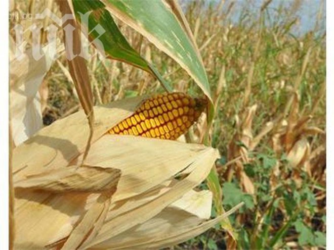 Брюксел нанесе глоба от 15 млн. евро на българското земеделие