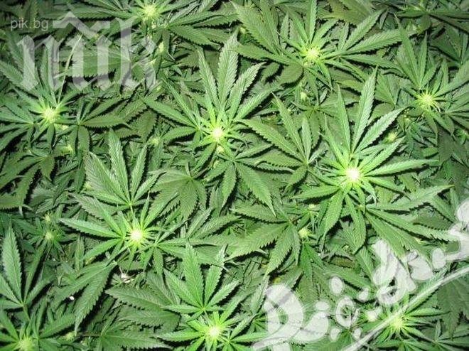 Марихуаната вече не се счита за допинг в спорта