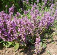 ЧУДО! Хайдушка билка цери 50 болести  