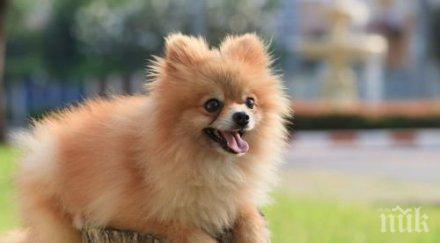 привлечем любовта щастието годината кучето