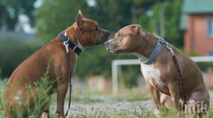 два питбула нахапаха жена казанлъшко