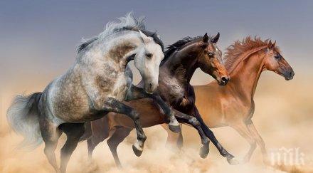 шок дивите коне изчезнаха земята
