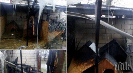 прокуратурата проверява палежа приюта кучета варна снимки