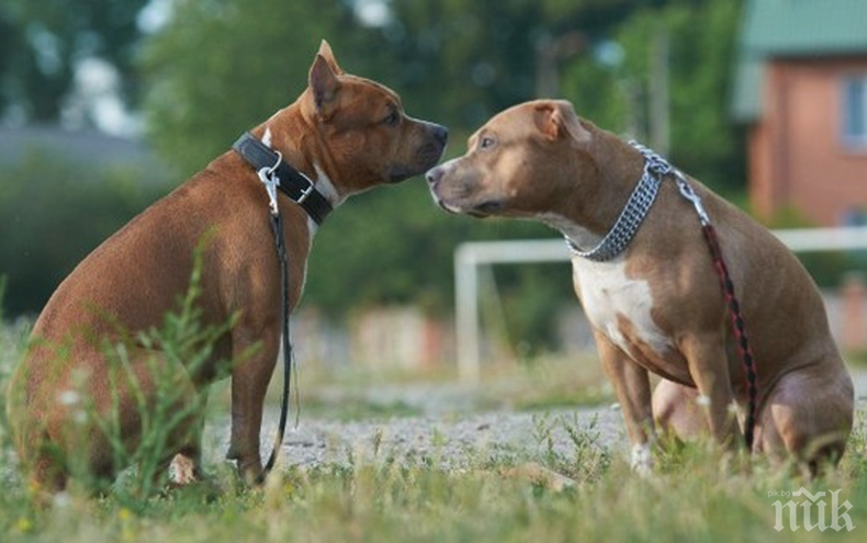 Два питбула нахапаха жена в Казанлъшко