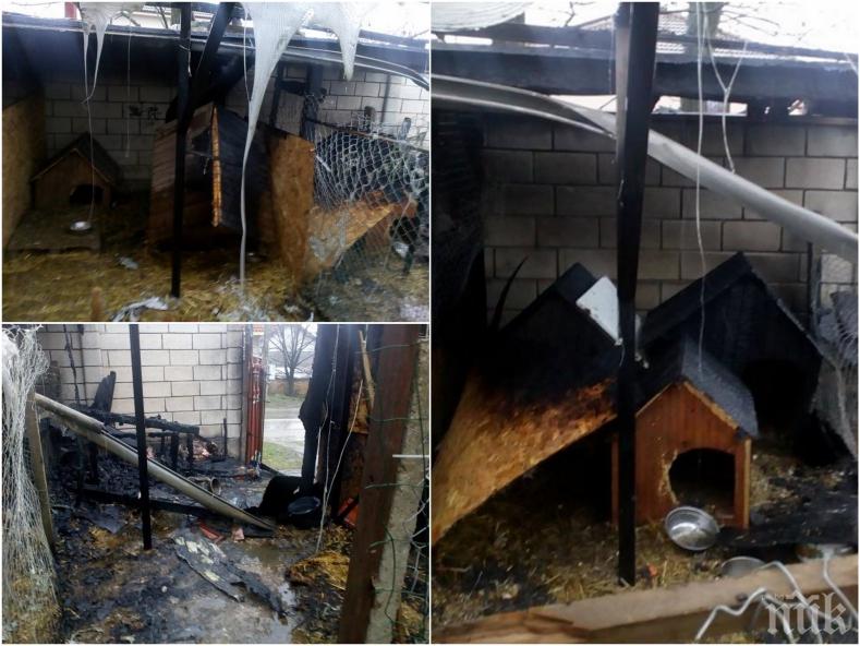 Прокуратурата проверява палежа в приюта за кучета край Варна (СНИМКИ)