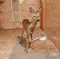 ДОБРО ДЕЛО! Горски спасиха 10-месечна сърничка, затънала в крайпътна канавка