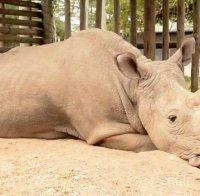 ТЪЖНО! Влошава се здравето на последния северен бял носорог