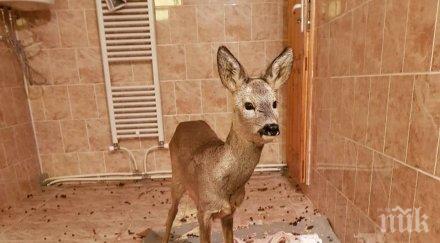 добро дело горски спасиха месечна сърничка затънала крайпътна канавка