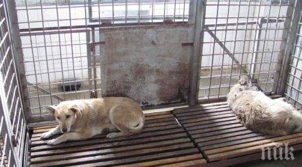 осиновяват две кучета ден софия