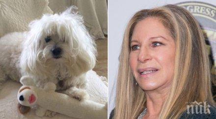 барбра стрейзънд два клонира умрялото куче