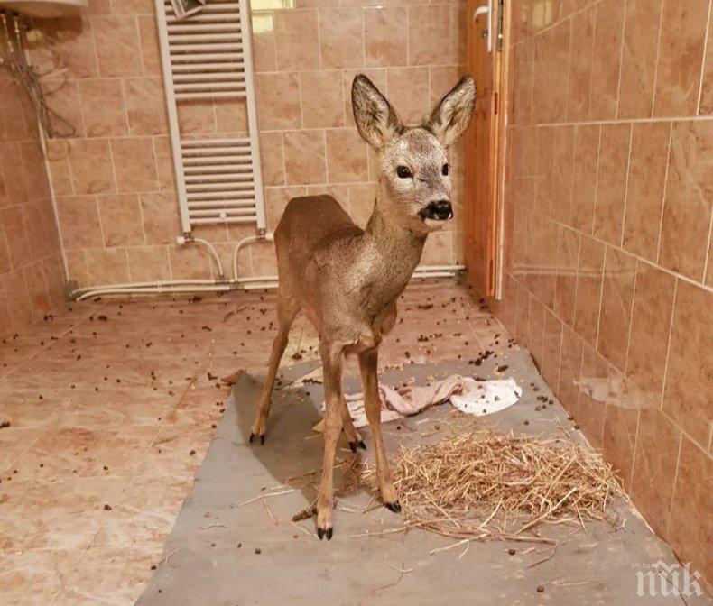 ДОБРО ДЕЛО! Горски спасиха 10-месечна сърничка, затънала в крайпътна канавка