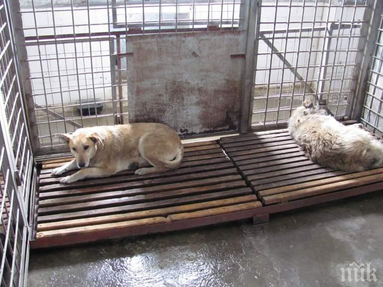 Осиновяват по две кучета на ден в София