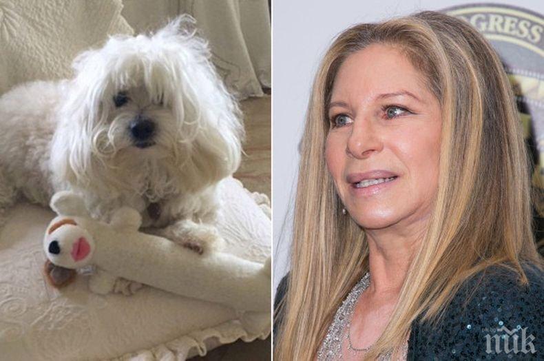 Барбра Стрейзънд два пъти клонира умрялото си куче 