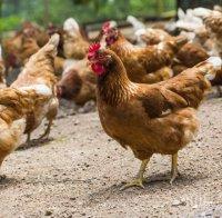 ОПАСНОСТ! Птичи грип във ферма в Северна България