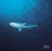 Учени откриха мистериозна акула (СНИМКИ)