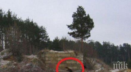 мистерия чупакабра появи астрахан храни кръв