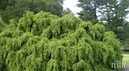 буря източното крайбрежие сащ повали дърво 227 години лично посадено първия президент страната