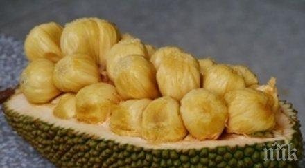 революционно учени решават проблема световния глад индийско хлебно дърво