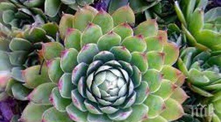 кое цвете пази лоши очи