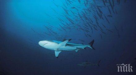 учени откриха мистериозна акула снимки