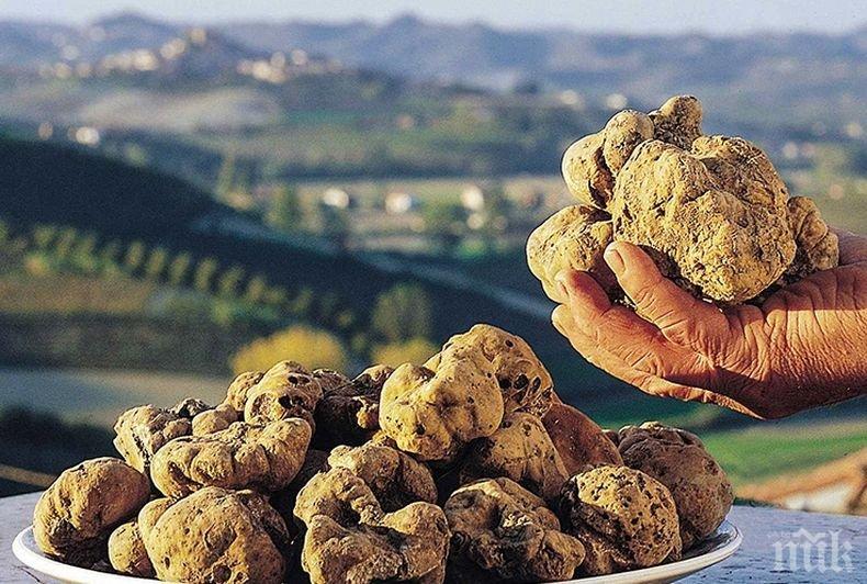 На границата! Италианец отнесе глоба от 10 000 евро за опит да внесе от Турция в България бели трюфели