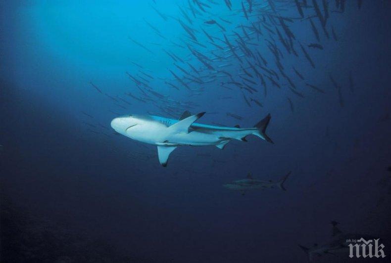 Учени откриха мистериозна акула (СНИМКИ)